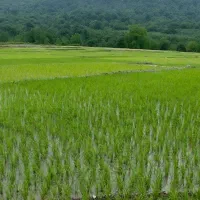 ۱۷هزار مترشالیزارزیرقیمت فقط متری  200هزار تومن