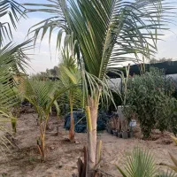 نهال نارگیل و گل های گرمسیری