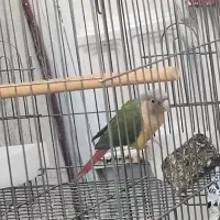 قناری گلدین