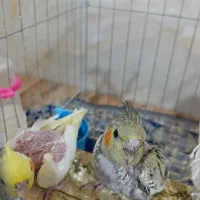 جوجه عروس هلندی|پرنده|آشخانه, |دیوار