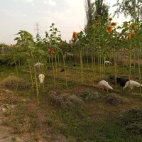 استخدام باغبان و نگهبان ترجیحا اتباع باغ گردو