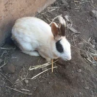 خرگوش دستی خیلی قیمتش مناسبه