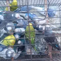 مرغ عشق|پرنده|بوکان, |دیوار