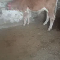 گوساله شاروله نر خوش  فرم 5ماهه خوش خوراک