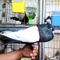 نر سینه سیاه قواره دار عتیقه شوش دانیال