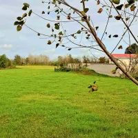 زمین باغی 300 متری داخل بافت و بر اسفالت