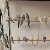 عروس و کوتوله