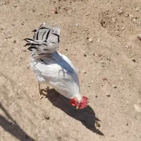 فروش مرغ وخروس محلی