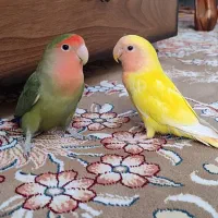 طوطی کوتوله برزیلی