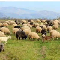 برای تولد نوزادو حاجی  ارگانیک زنده