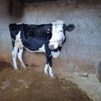 فروش فوری گاو ابستن|حیوانات مزرعه|چرداول, |دیوار