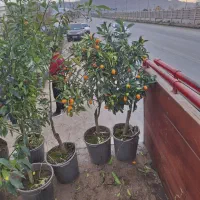 کامکوات باردار تک و عمده موجود