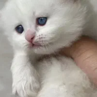 سفید برفی ها