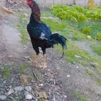 خروس لاری|حیوانات مزرعه|نگین شهر, |دیوار