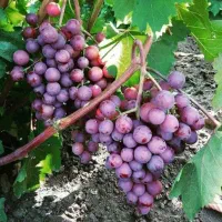 از هر تاک انگور 40 کیلو بار بگیر