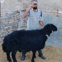 گوسفند نر،قوچ نژاددار(ژن چند قولو زایی)،قوچ همو