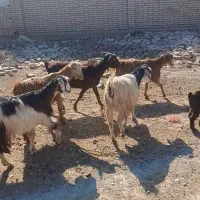 بز و بزغاله