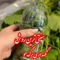 برگ مو درشت ارومیه