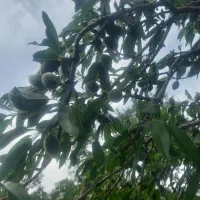 ۱۰۵۰متر باغ بادام گیلاس جوان ۱۰۰متری آسفالت|فروش دفتر صنعتی، کشاورزی، تجاری|سامان, |دیوار