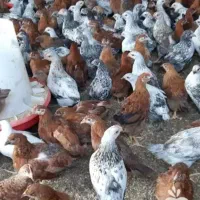 فوری تعداد 14عدد مرغ و 2 خروس