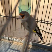 سهره دورگ داغسر جوجه قفس