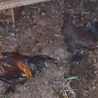 مرغ وخروس|حیوانات مزرعه|اهواز, ۳۰ متری|دیوار