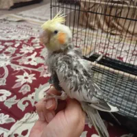 عروس هلندی|پرنده|مشگین شهر, |دیوار