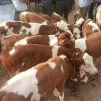 لاغر فروشی انواع گوساله