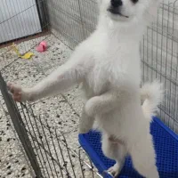 سگ پامر اشپیتز