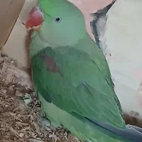 شاه طوطی اسکندر ماده