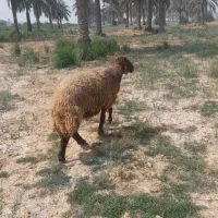 قوچ|حیوانات مزرعه|اهواز, منازل کارون|دیوار