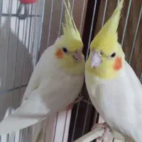 یک جفت عروس هلندی|پرنده|نورآباد, |دیوار