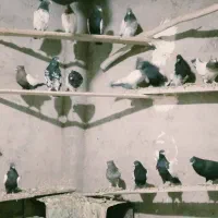 کبوترملقی|پرنده|زرند, |دیوار