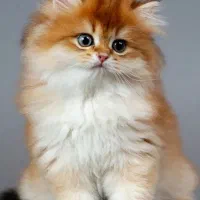 بریتیش خانم