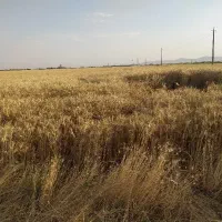 گندم درجه یک آبی.