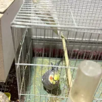 عروس هلندی طوطی کتوله|پرنده|زرند, |دیوار