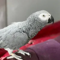 کاسکو