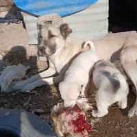 سگ پژدر|سگ|ماکو, |دیوار