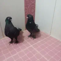نرو ماده سرور