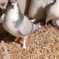کبوتر ابری ماده