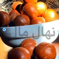 ماکادمیا نهال فندق وارداتی درجه یک اووکادو اوکادو