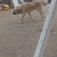 واگذاری پژدر تضمینی