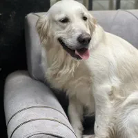 سگ گلدن رتریور