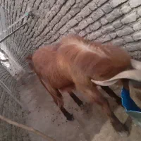 کره نر لنگه دوتایی