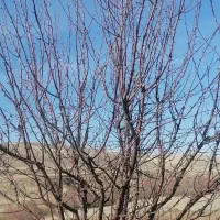 هرس کاری درختان میوه|خدمات باغبانی و درختکاری|چاراویماق, |دیوار