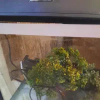 آکواریوم دلسا با درختچه