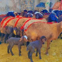 45 میش افشار آبستن جوان معاوضه با ماشین سواری