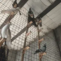 کبوتر در رباطرق