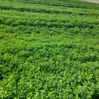 یونجه