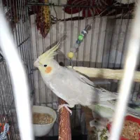 عروس هلندی